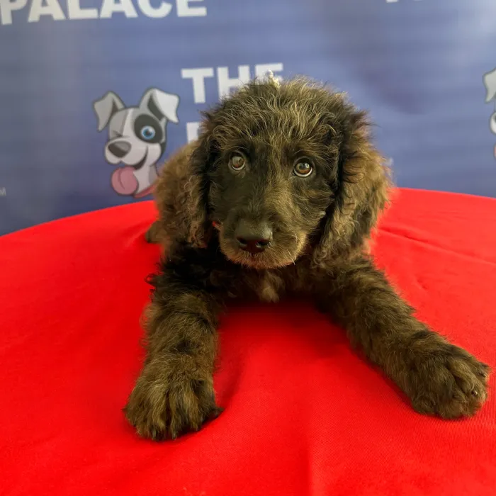 Male Mini Goldendoodle 2Nd Gen puppy named Digger for sale at The Puppy Palace CT.