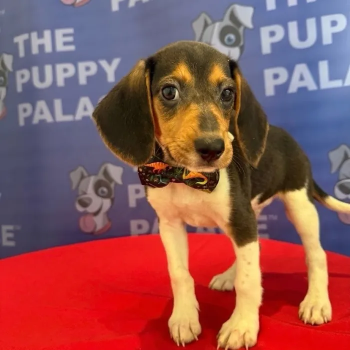 Male Beagle puppy named Rocket for sale at The Puppy Palace CT.