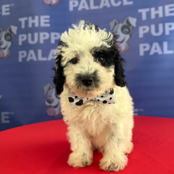 Male Mini Poodle puppy named Pongo for sale at The Puppy Palace CT.
