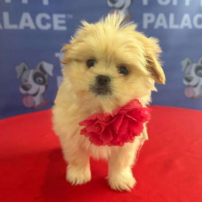 Female Peekapoo puppy named Mindy for sale at The Puppy Palace CT.