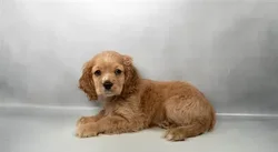 Female Cockalier puppy named Stella for sale at The Puppy Palace CT.