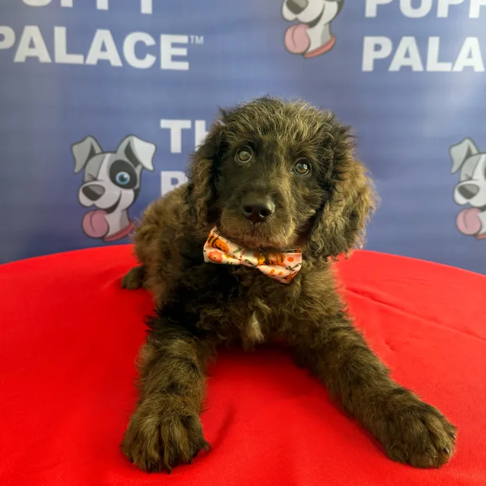 Male Mini Goldendoodle 2Nd Gen puppy named Digger for sale at The Puppy Palace CT.