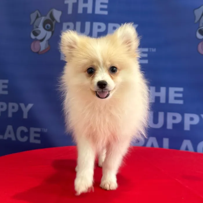 Female Pomeranian puppy named Phoebe for sale at The Puppy Palace CT.