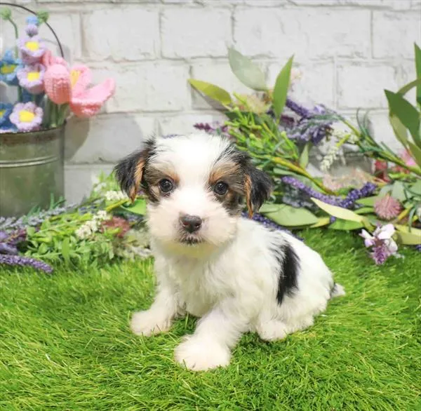 Male Yorkie puppy named Peanut for sale at The Puppy Palace CT.