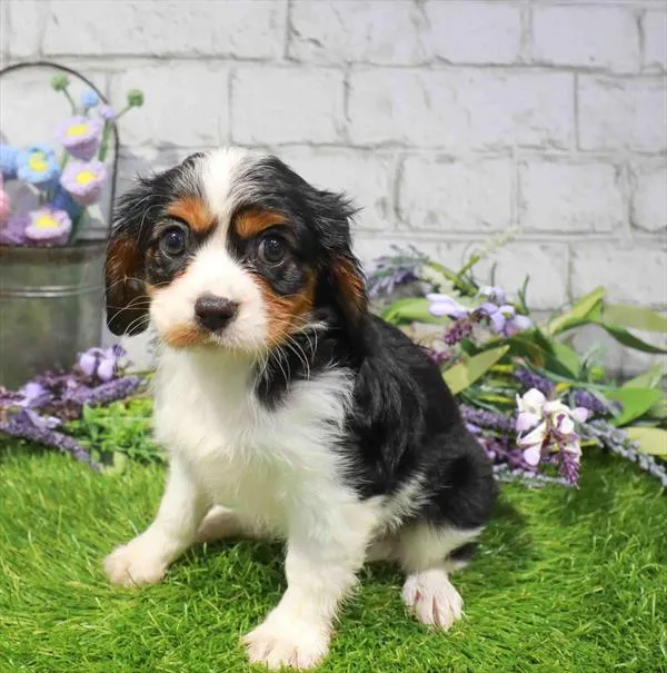 Male Cavalier King Charles Spaniel puppy named Frankie for sale at The Puppy Palace CT.