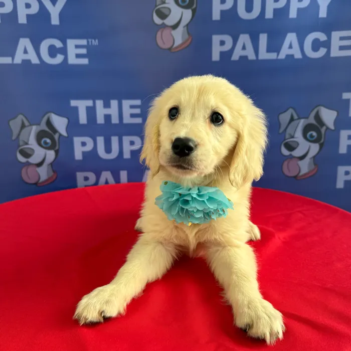 Female Golden Retriever puppy named Annie for sale at The Puppy Palace CT.