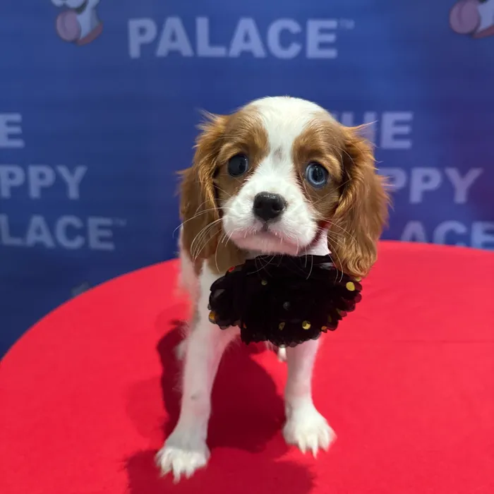 Female Cavalier King Charles Spaniel puppy named Amelia for sale at The Puppy Palace CT.