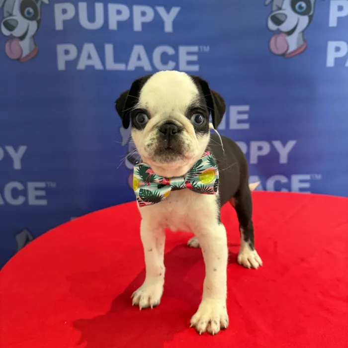 Male Pug puppy named Mac for sale at The Puppy Palace CT.