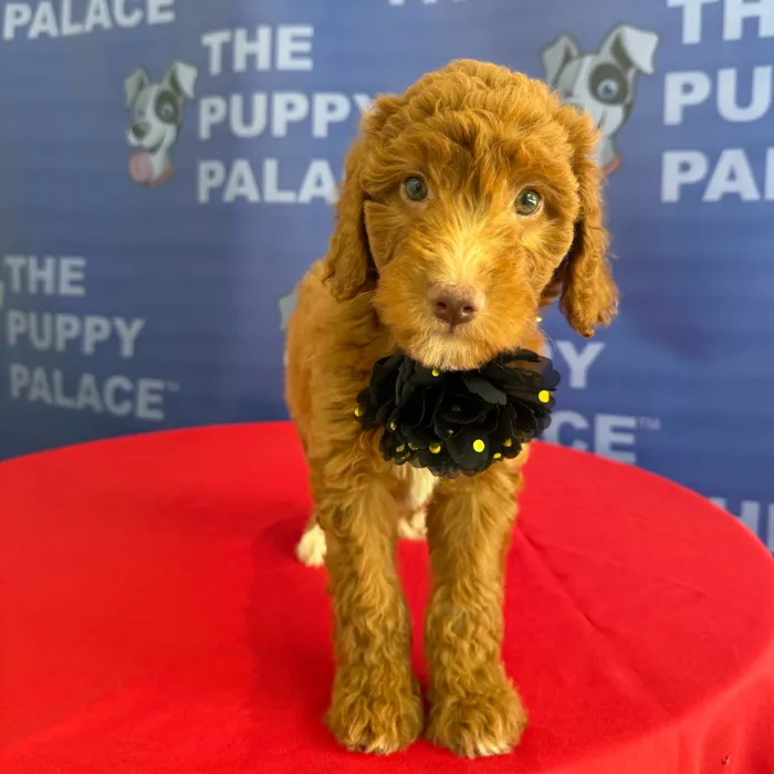 Female Mini Goldendoodle 2Nd Gen puppy named Layla for sale at The Puppy Palace CT.