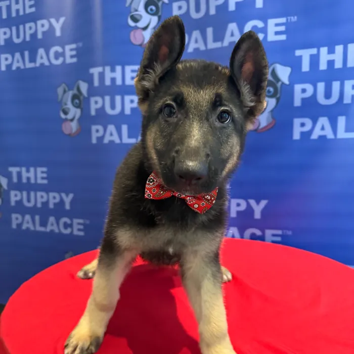 Male German Shepherd puppy named Ralph for sale at The Puppy Palace CT.