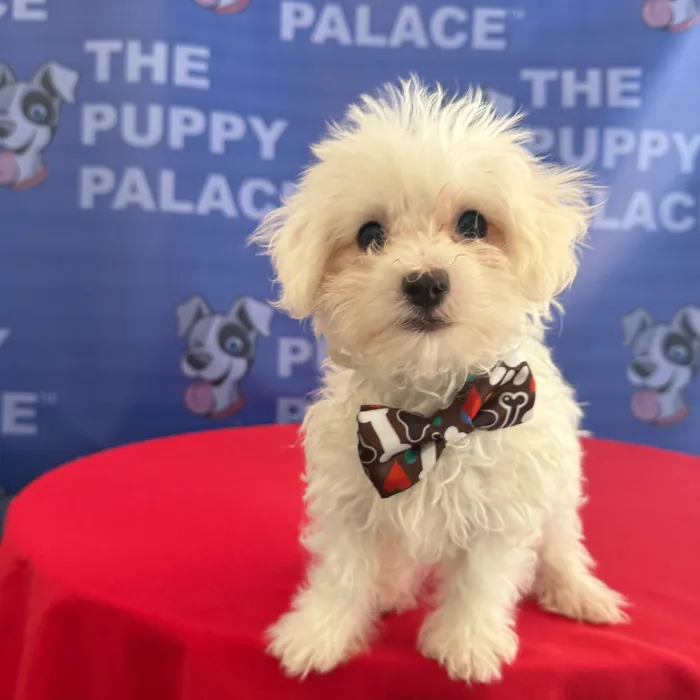 Male Maltese puppy named Mars for sale at The Puppy Palace CT.