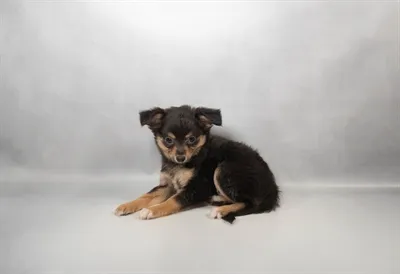 Male Chihuahua puppy named Morsel for sale at The Puppy Palace CT.