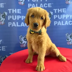 Male Golden Retriever puppy named Champ for sale at The Puppy Palace CT.