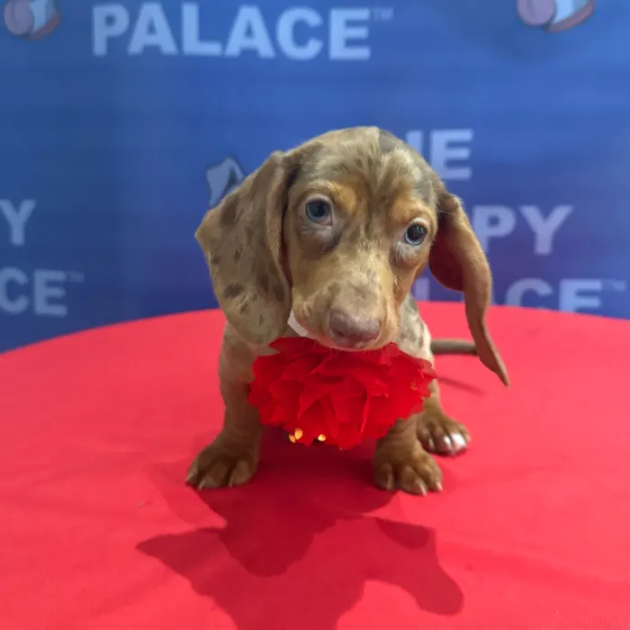 Female Dachshund puppy named Lady for sale at The Puppy Palace CT.