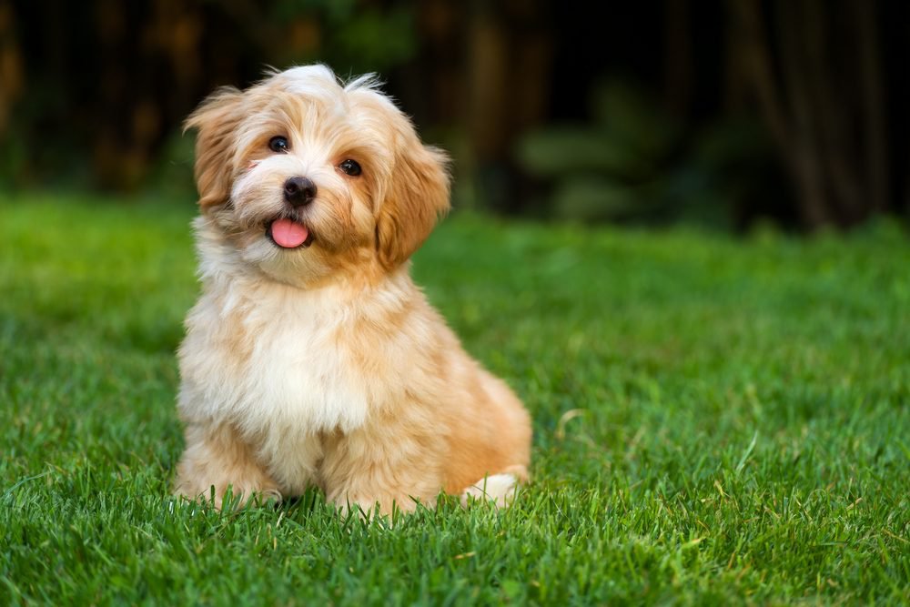 A white and tan havanese dog sitting on grass.