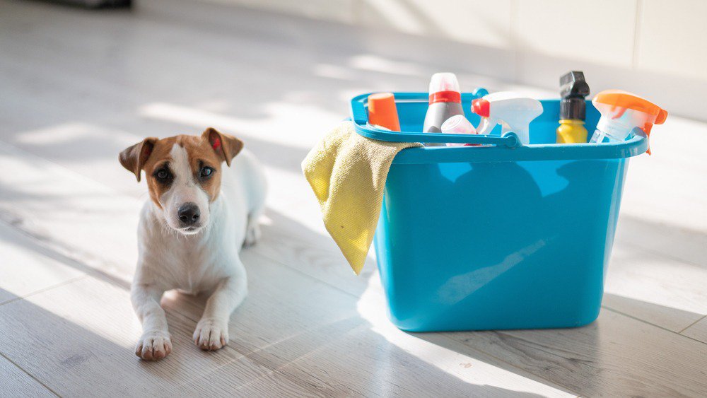 A jack russell terrier sitting next to a blue bucket of cleaning products.