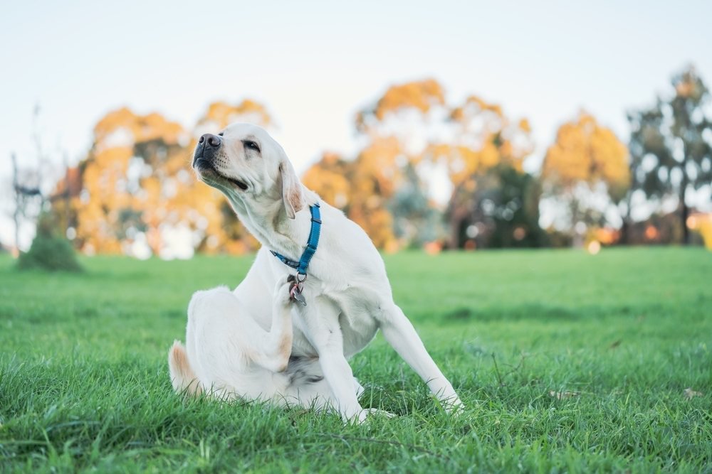 A labrador retriever scratching itself.