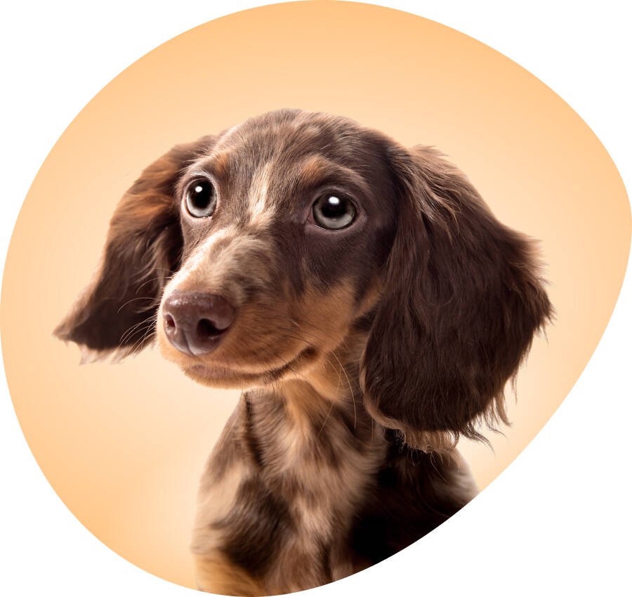 The 2025 puppy palace