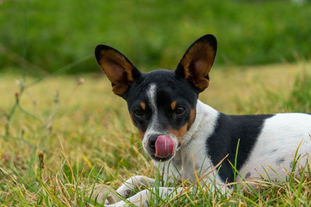 A chihuahua licking its face.