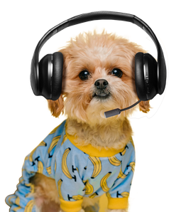 A dog wearing a headset.
