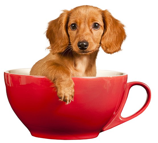 A puppy sitting in red tea cup.