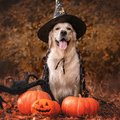 A labrador retriever dog dressed in a witch's hat and cape. It is sitting with several jack o'lanterns and a large fake spider.