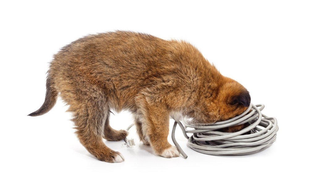 A brown puppy looking into a roll of cable.