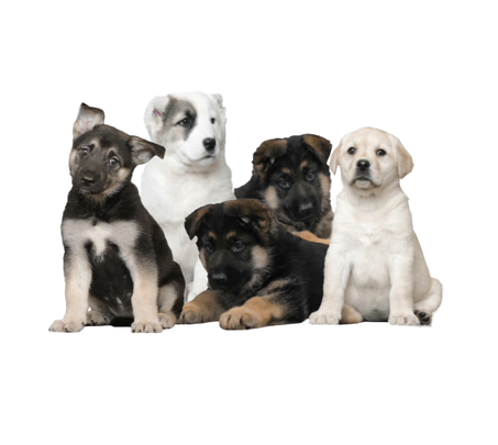 Five puppies sitting against a white background.