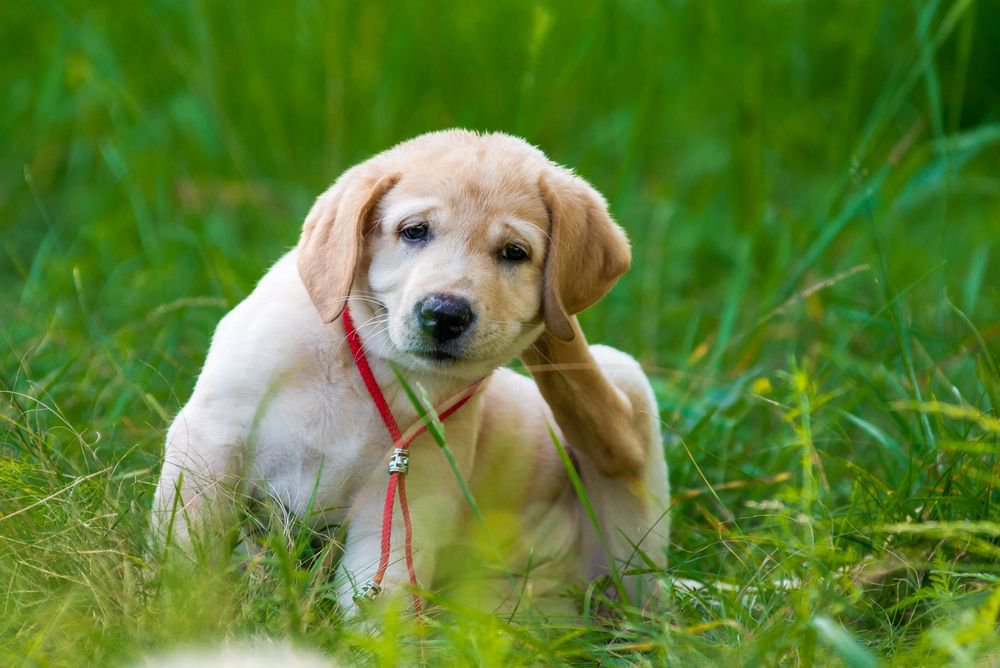 A golden retriever puppy scratching its head.