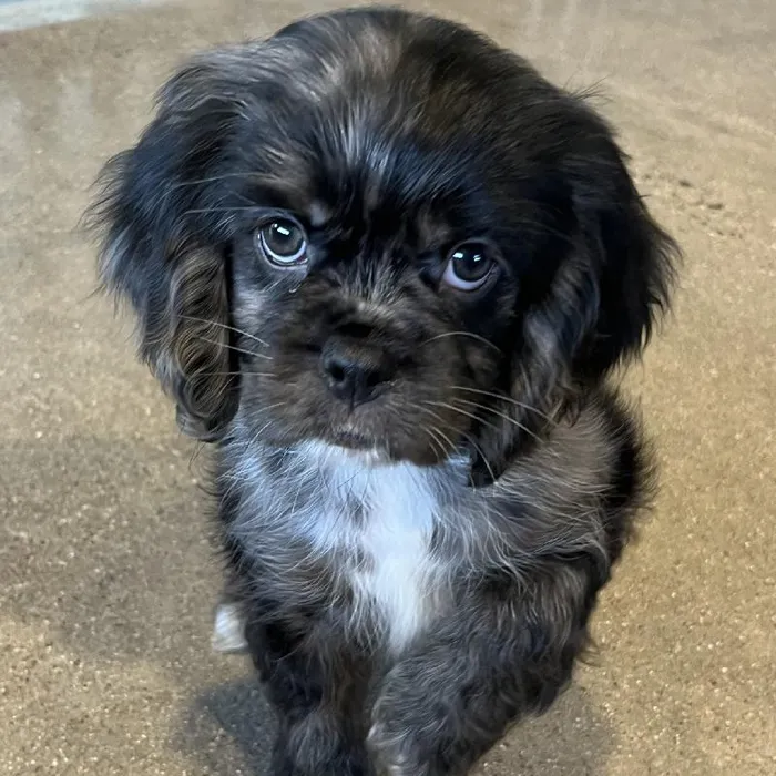 Male Cockalier Puppy for sale
