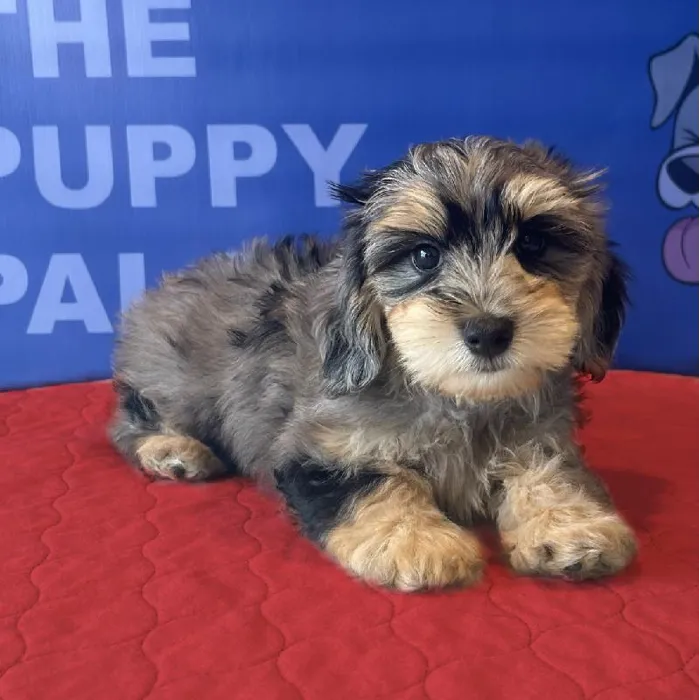 Female Maltese-Dachshund Puppy for sale