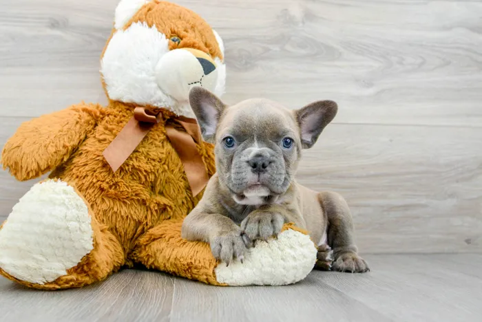 french-bulldog-drogo-9315117736430250.jpg