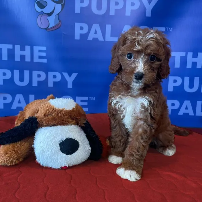 Female Mini Irishdoodle Puppy for sale
