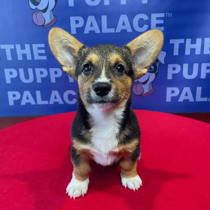 Male Pembroke Cardigan Welsh Corgi Puppy for sale
