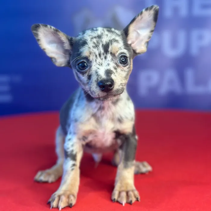 image_cropper_CF198BA4-D54D-4DDA-9752-3F1AE32A153A-6056-00000405346220C3.jpg