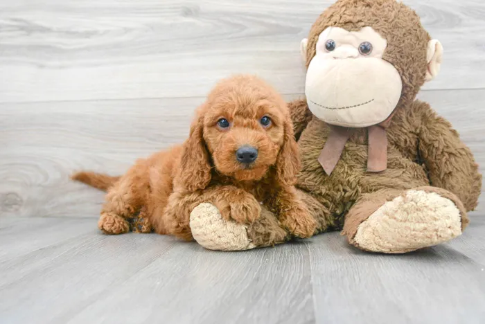 mini-goldendoodle-alpha-9445881009544521.jpg