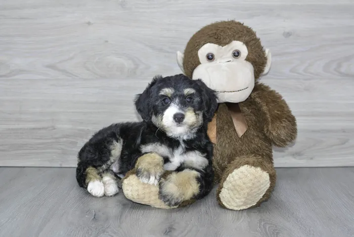 mini-bernedoodle-sasha-5552188044892170.jpg