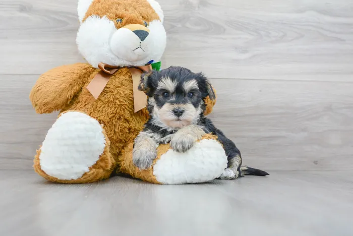 yorkie-chon-johnny-7014755212051140.jpg