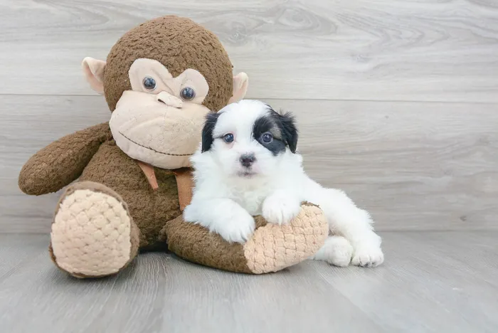 shih-pom-wyatt-561630185909830.jpg