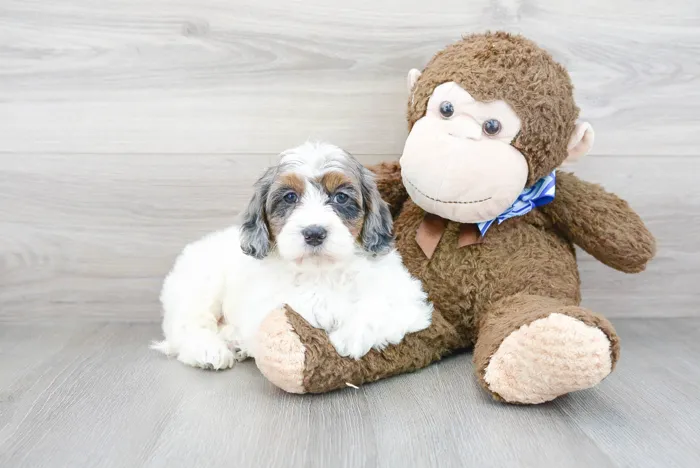 cavapoo-odessa-6652426041412741.jpg