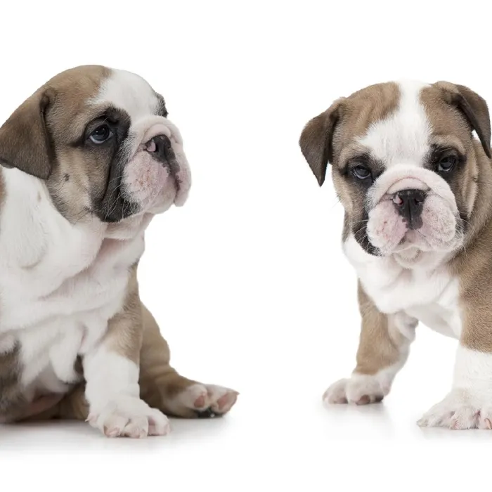 English Bulldog Puppies for Sale image