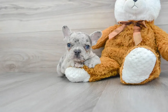french-bulldog-bullet-9608464976568091.jpg