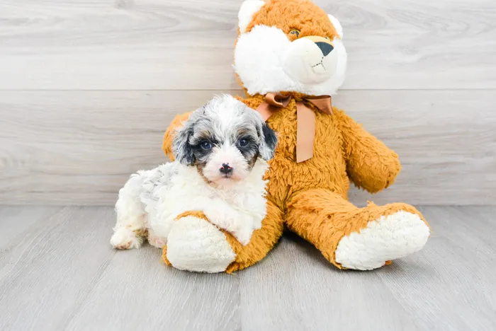 mini-aussiedoodle-ashton-926106356929921.jpg