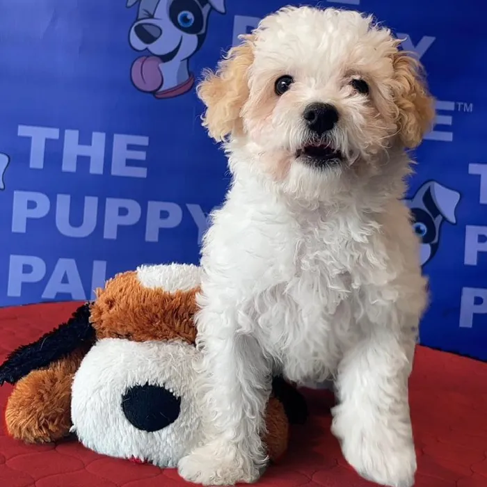 Female Bichon-Poodle Puppy for sale