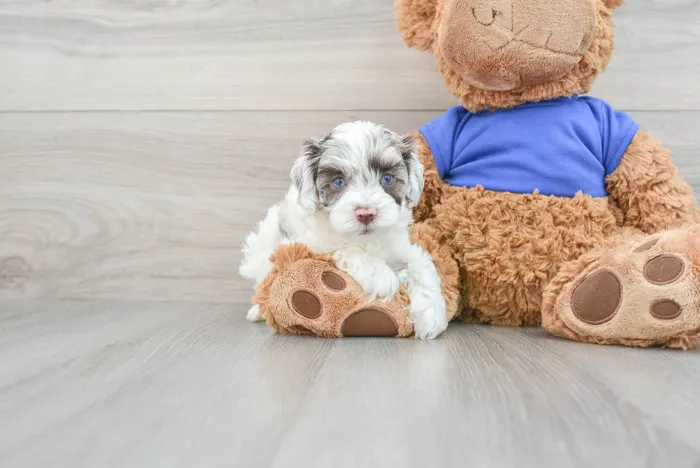 cockapoo-sephora-12632140777214481.jpg