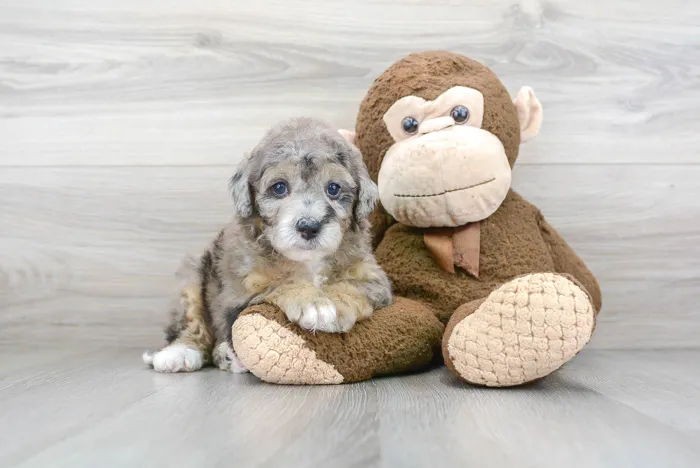 mini-sheepadoodle-regatta-5564199871491391.jpg