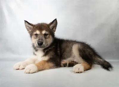 Male Alaskan Malamute puppy named Grizzly for sale at The Puppy Palace CT.