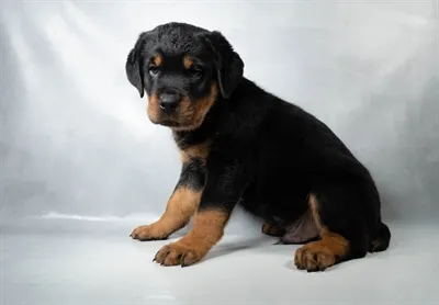 Male Rottweiler puppy named Jaxson for sale at The Puppy Palace CT.