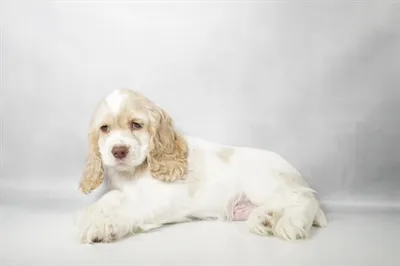 Male Cocker Spaniel puppy for sale at The Puppy Palace CT.