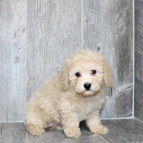 Female Bichon-Poodle puppy named Tink for sale at The Puppy Palace CT.
